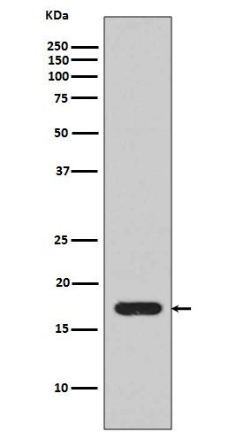 WB - IL1 beta Antibody AP90321